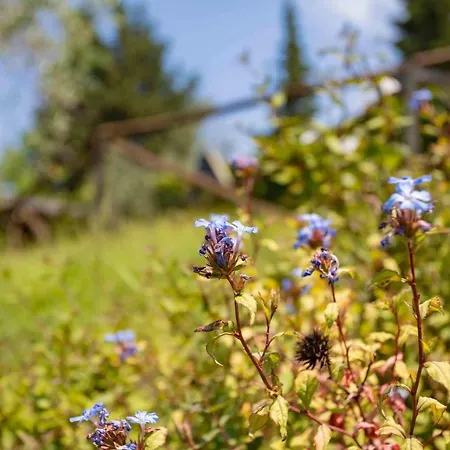 Terre Di Melazzano - Le Di Chiara * Greve in Chianti