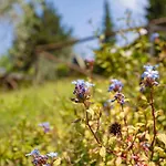 Terre Di Melazzano - Le Di Chiara * Greve in Chianti